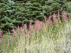 DSC00339.JPG